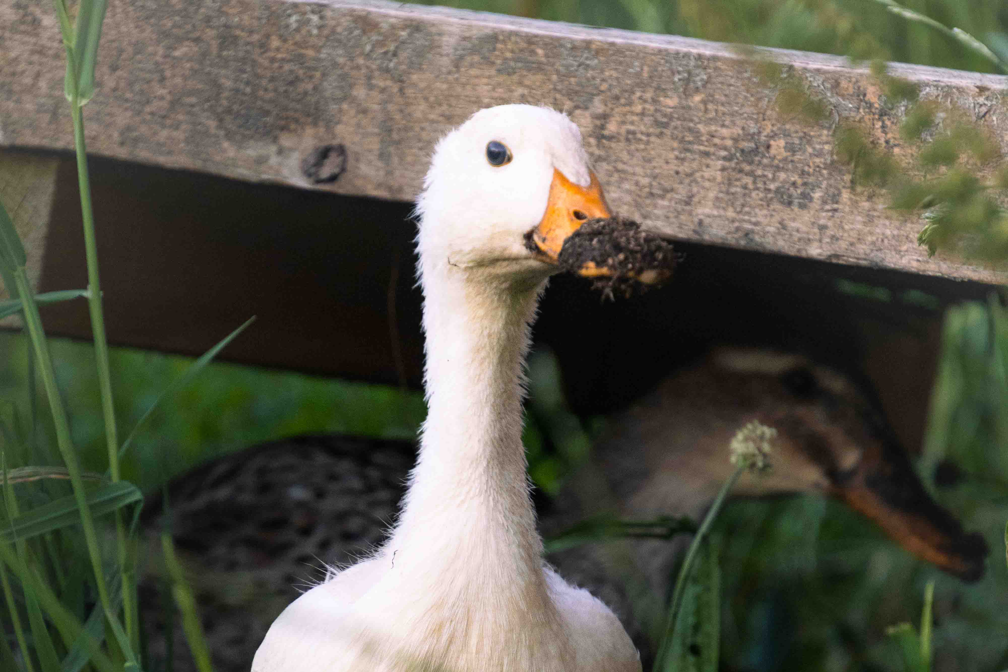 Ente im Gras